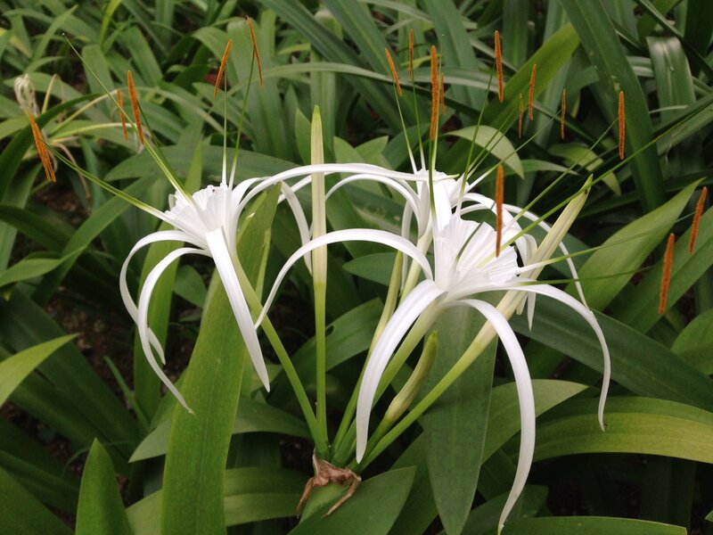 White Spider Lilies — Natural, Photograph