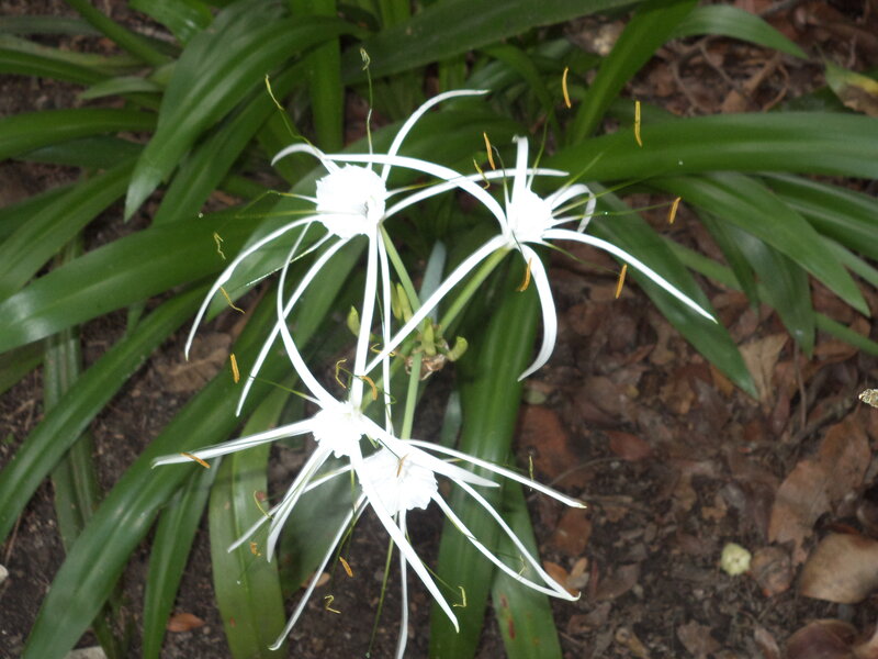 White Spider Lilies — Natural