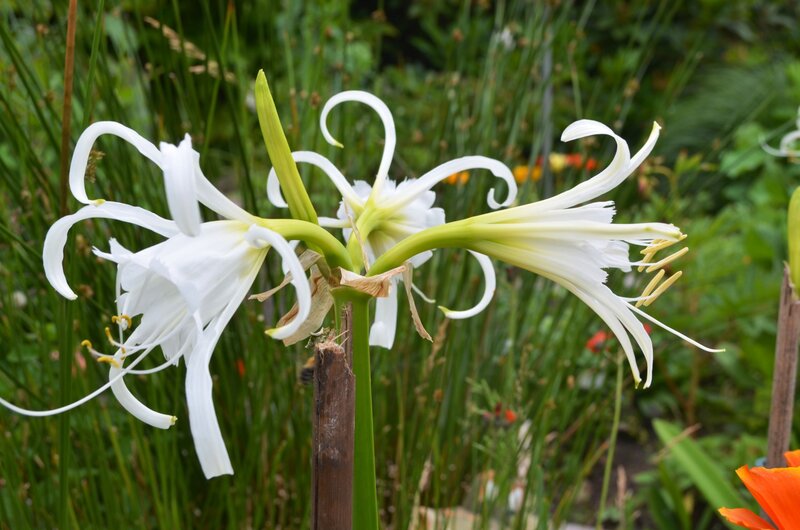 White Spider Lilies — Serene, Afternoon, Photograph