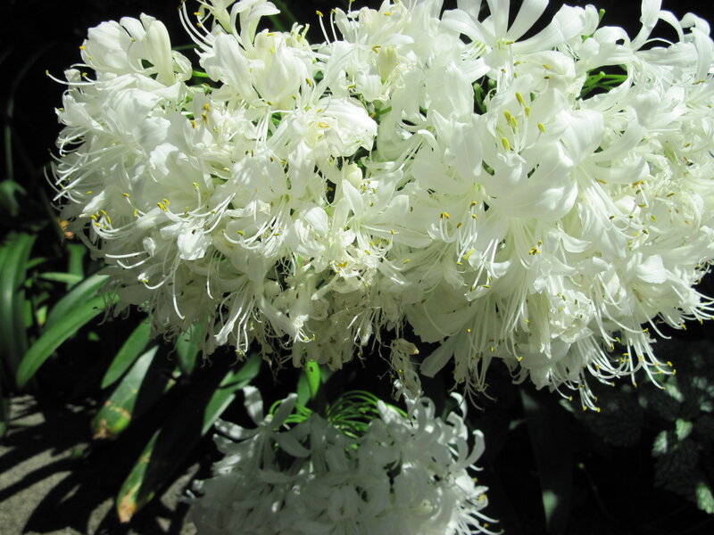 White Spider Lilies — Serene, Afternoon