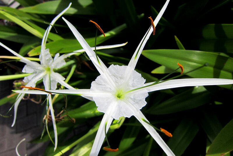 White Spider Lilies — Serene