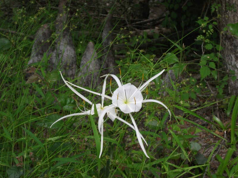 White Spider Lilies