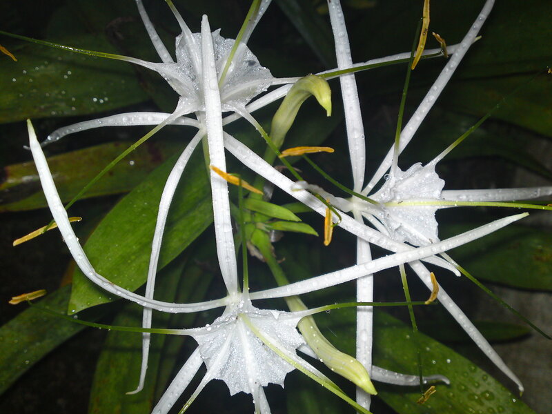 White spider lilies with dew