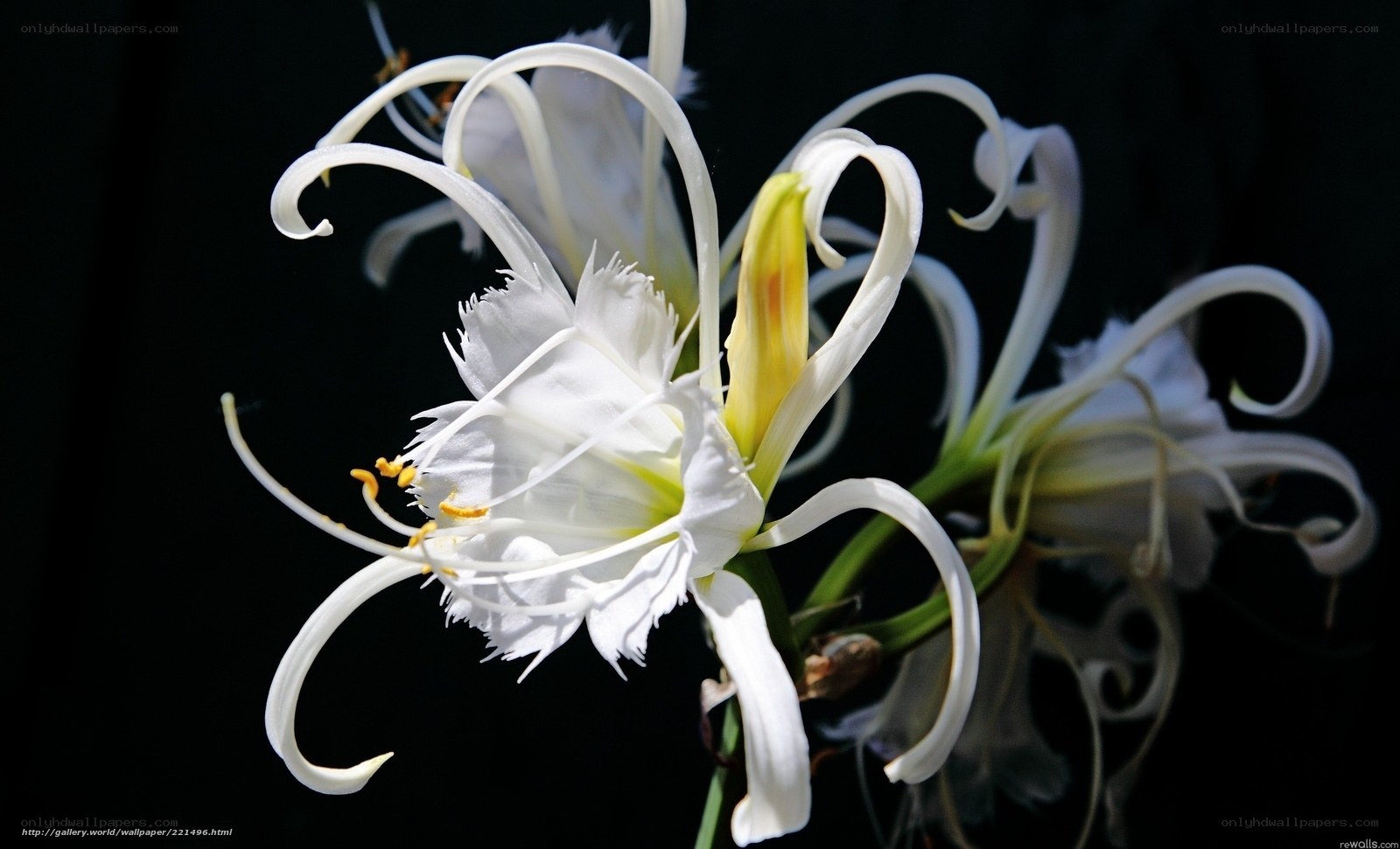White spider lily flower