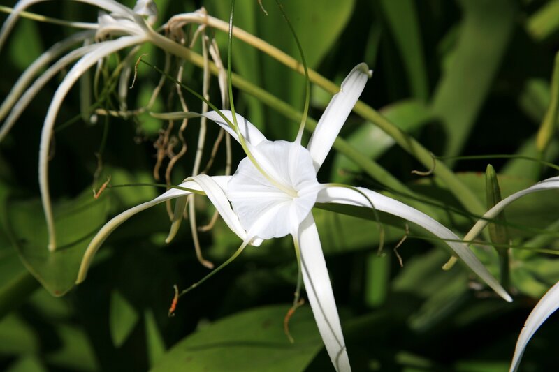 White spider lily flower