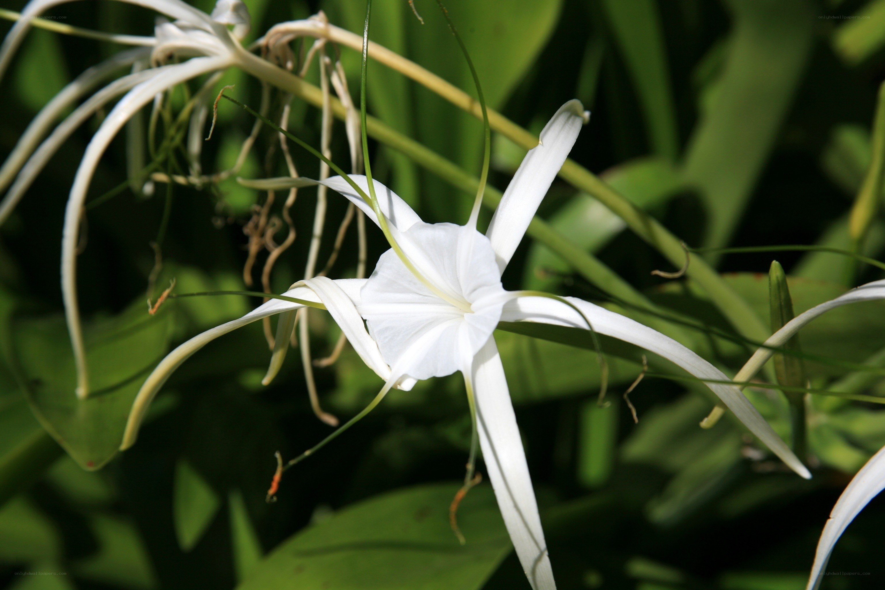 White spider lily flower