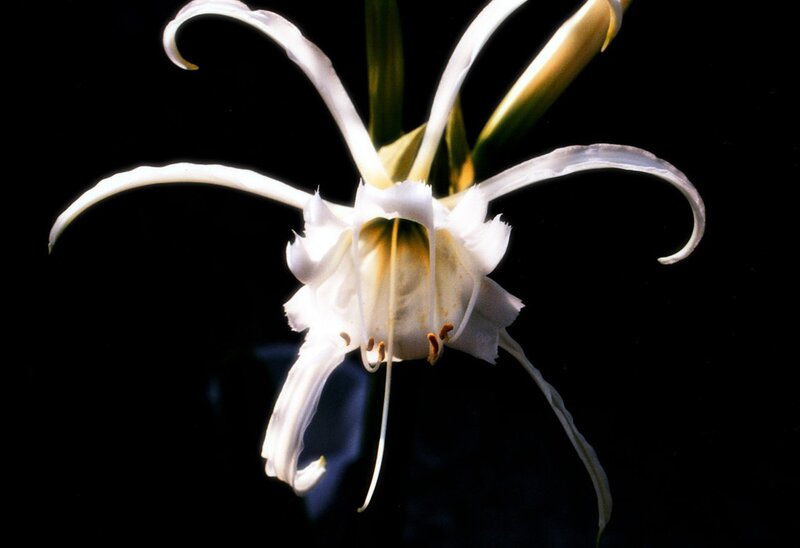 White spider lily flower