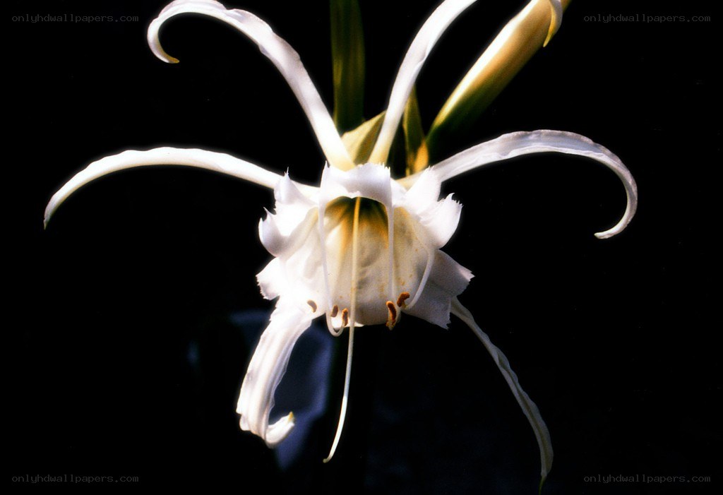 White spider lily flower