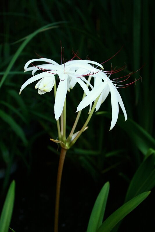 white spider lily flower