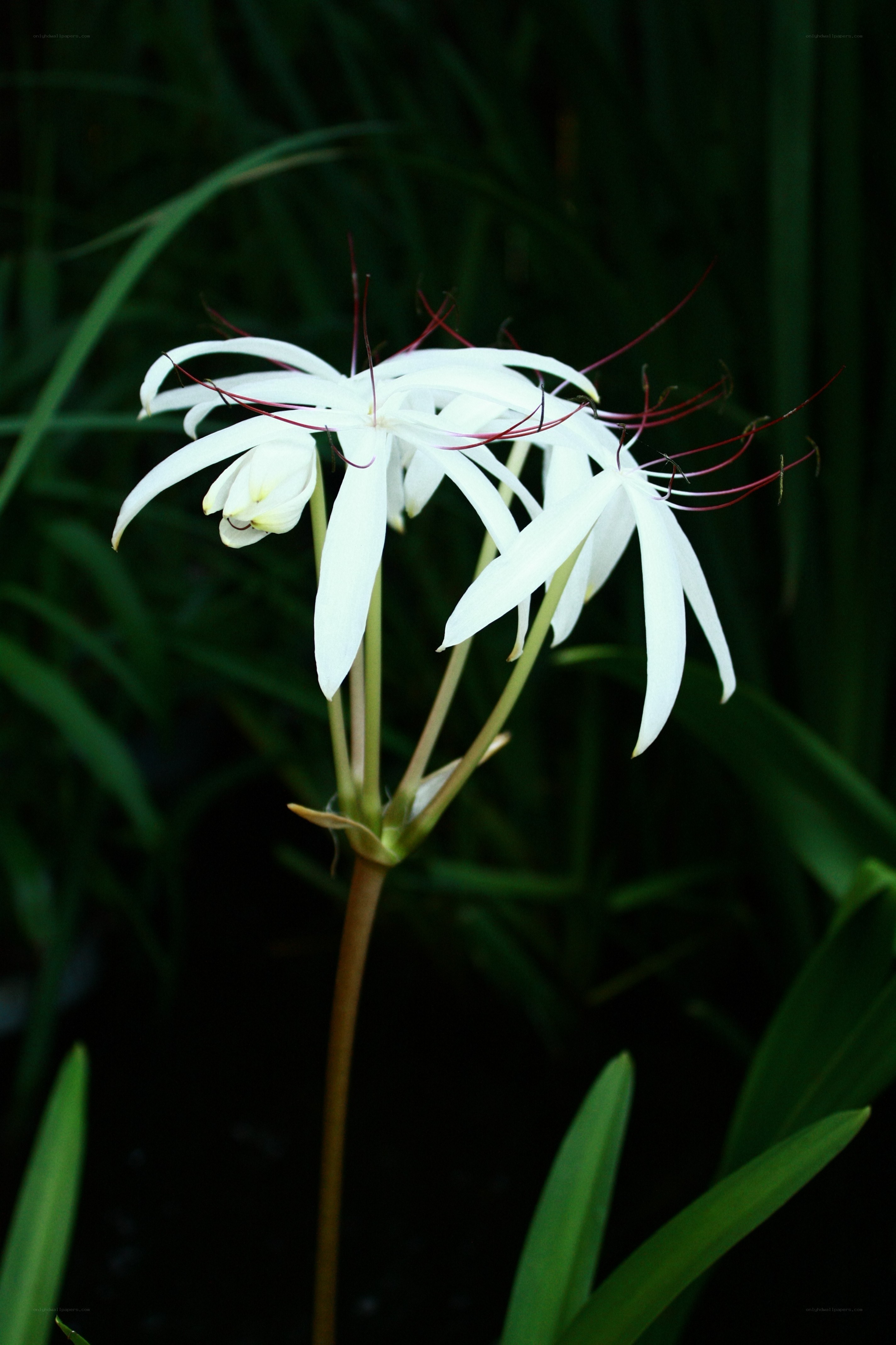 white spider lily flower