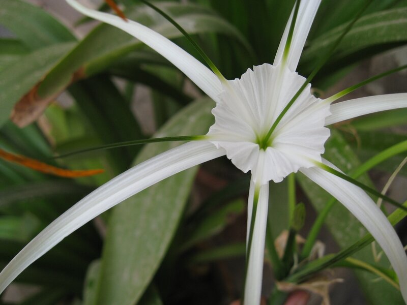 White Spider Lily Flower — Calm
