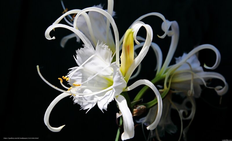 White Spider Lily Flower — Dramatic, Photograph, Stem