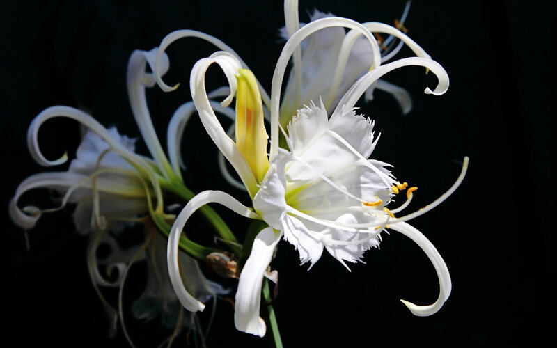 White Spider Lily Flower — Dramatic, Photograph