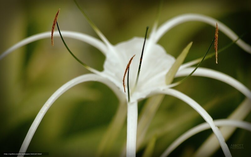 White Spider Lily Flower — Serene
