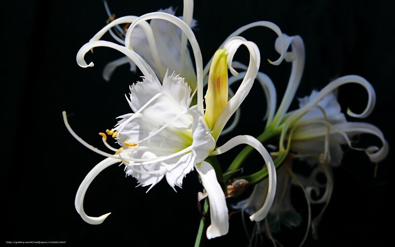 White spider lily flower
