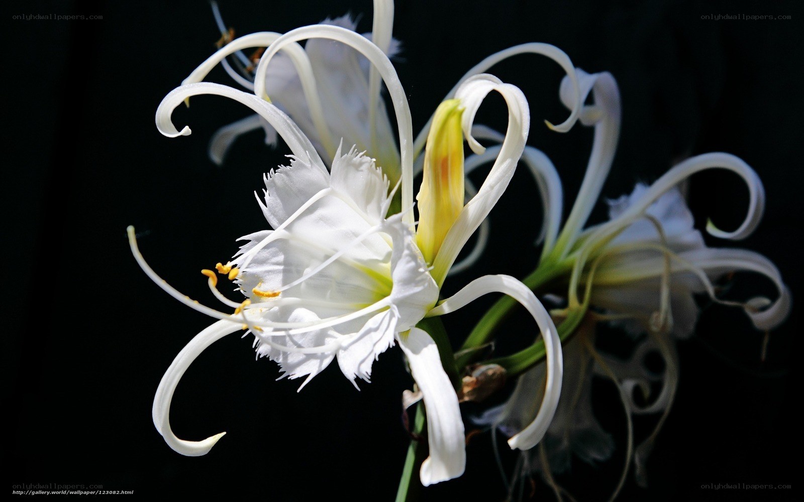 White spider lily flower