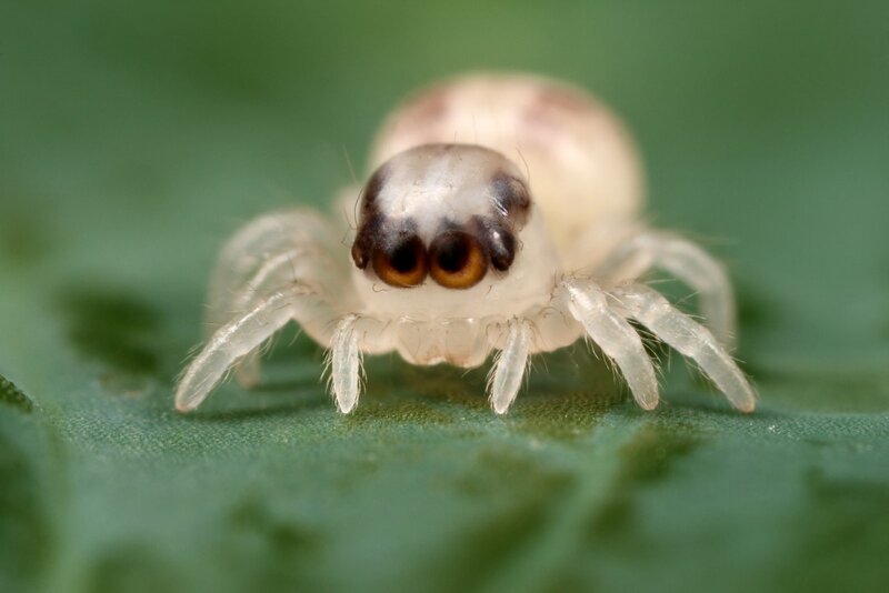 White Spider on Leaf
