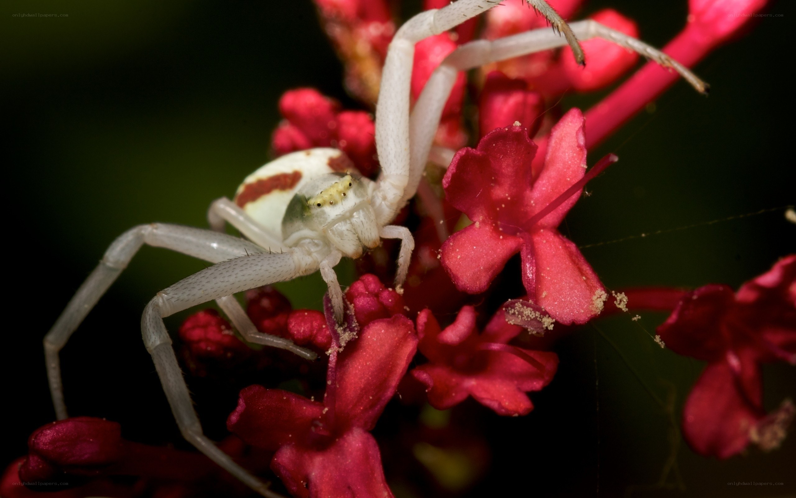 White spider on red flowers