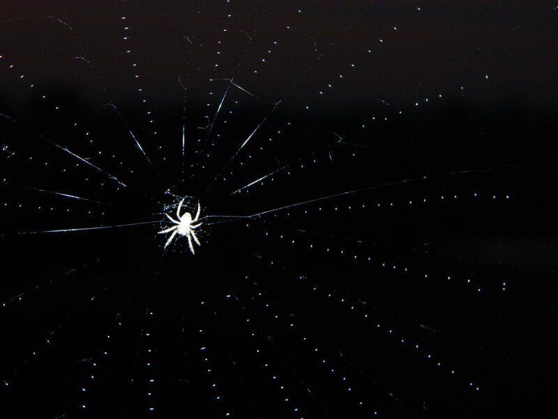 White Spider on Web