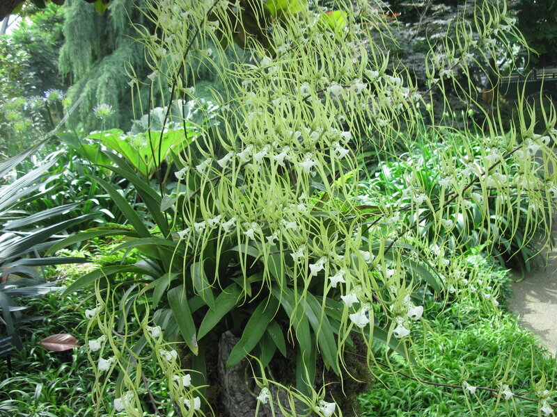 White Spider Orchid — Green, Serene