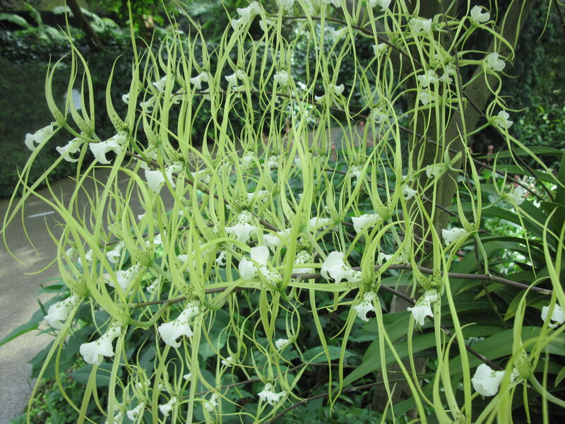 White Spider Orchid — Green