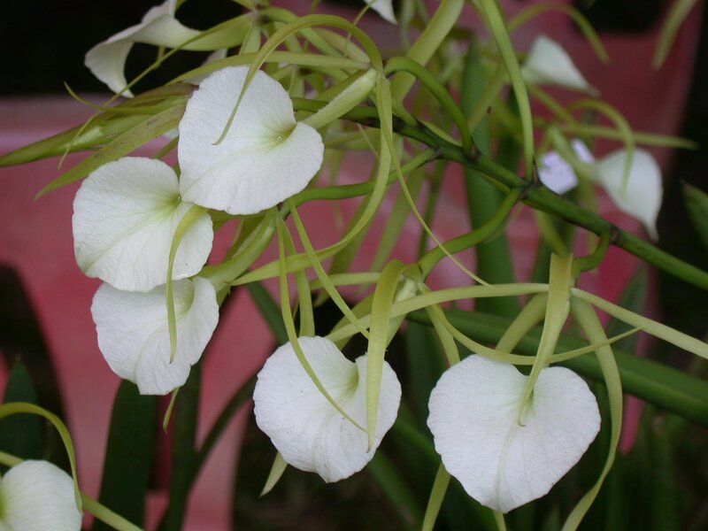 White Spider Orchid