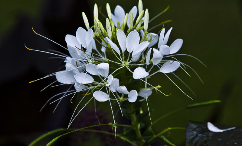 White Spiderflower Bloom — Serene