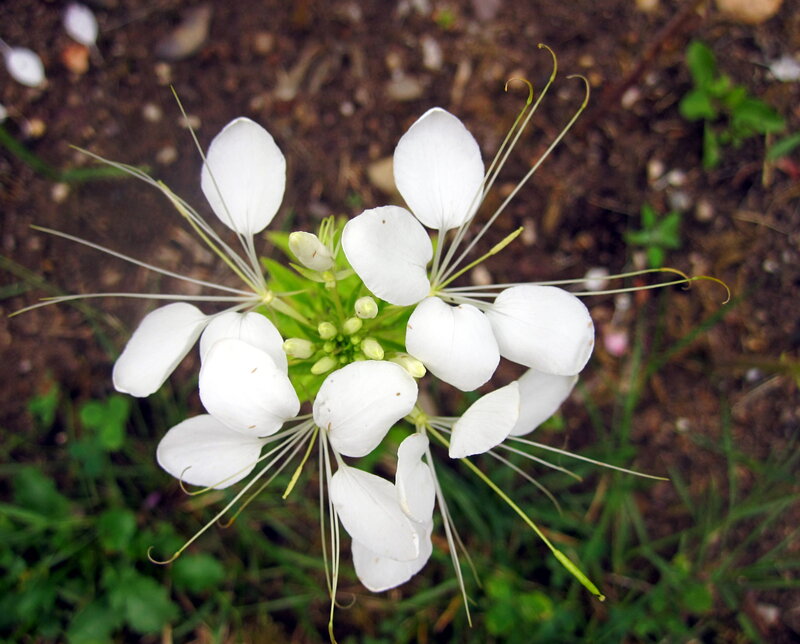 White Spiderflower Bloom