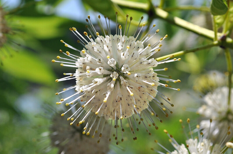 White Spiky Flower