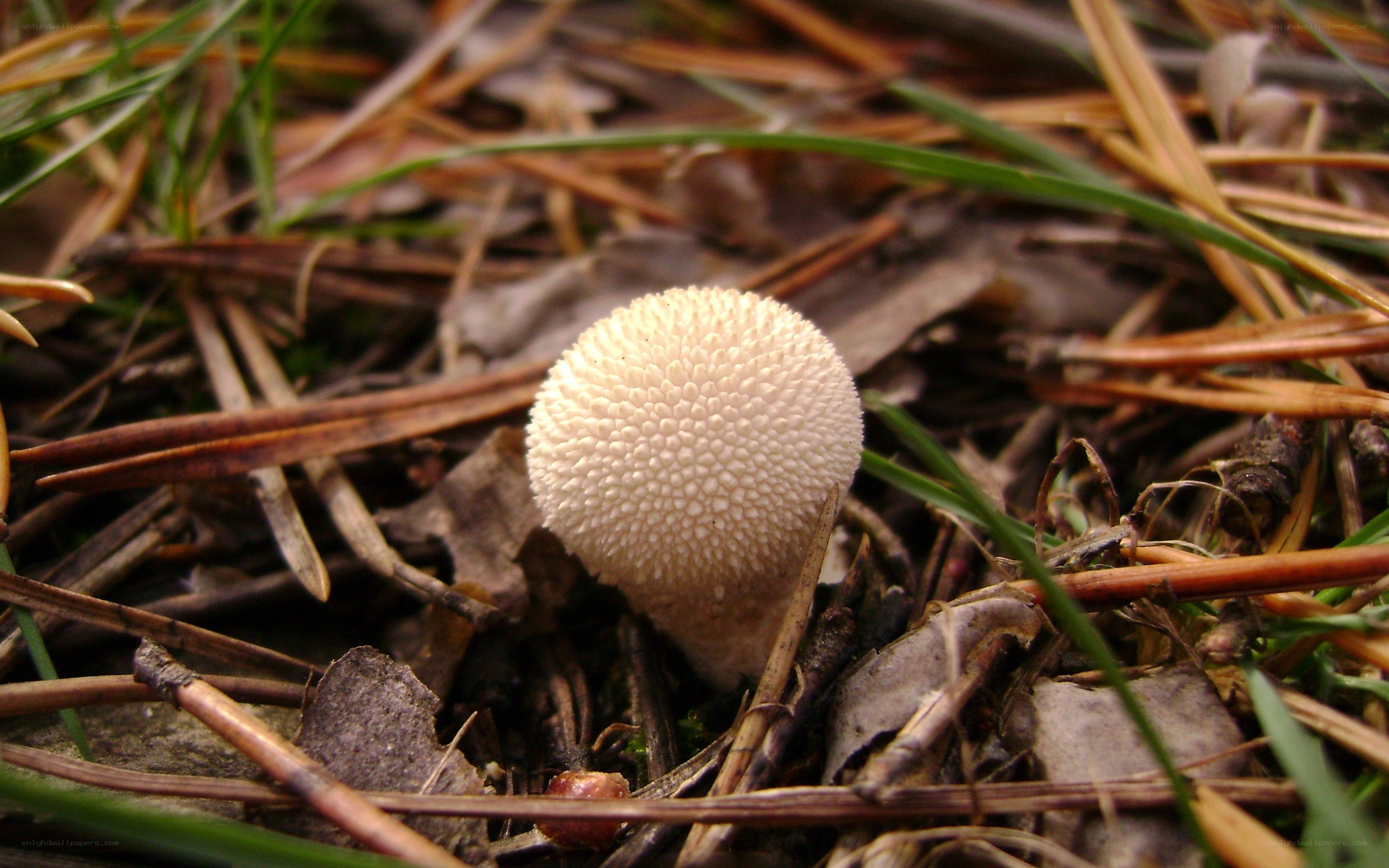 white spiky mushroom in forest