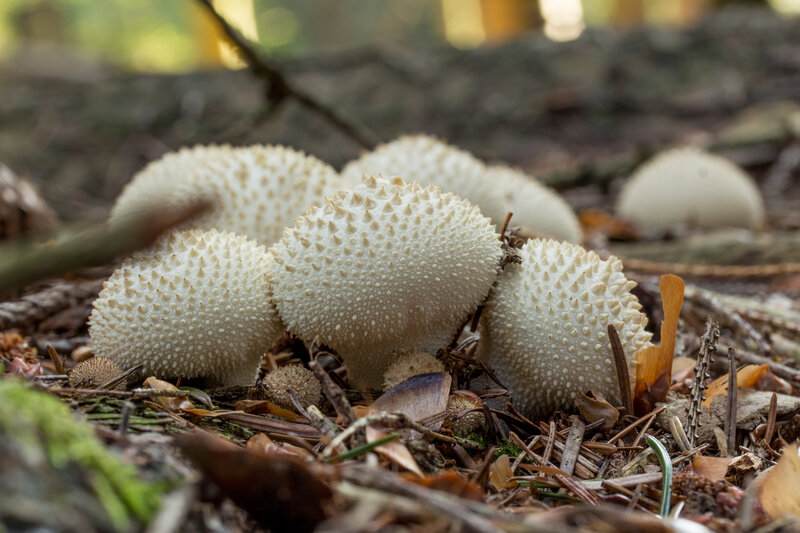 White Spiky Mushrooms — Brown