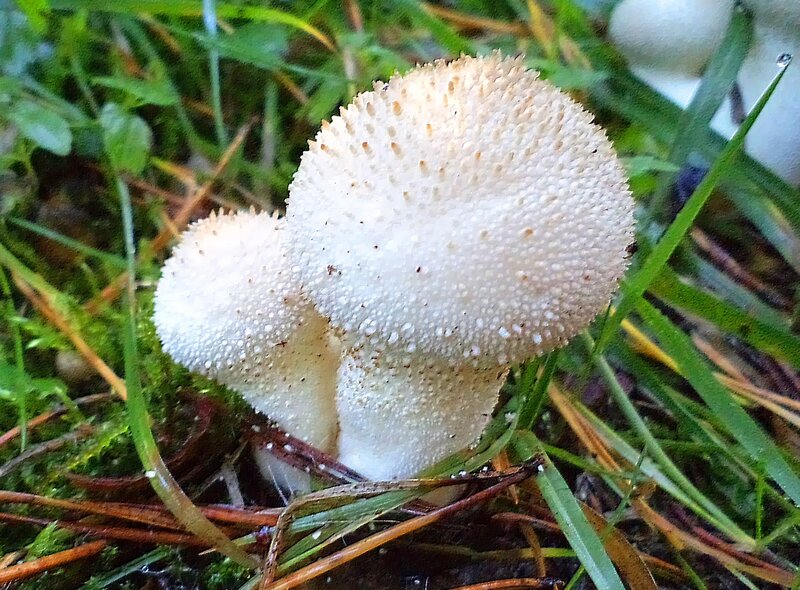White Spiky Mushrooms — Green
