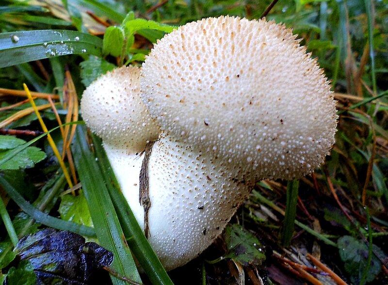 White Spiky Mushrooms