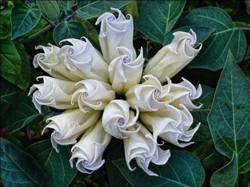 White Spiral Flowers