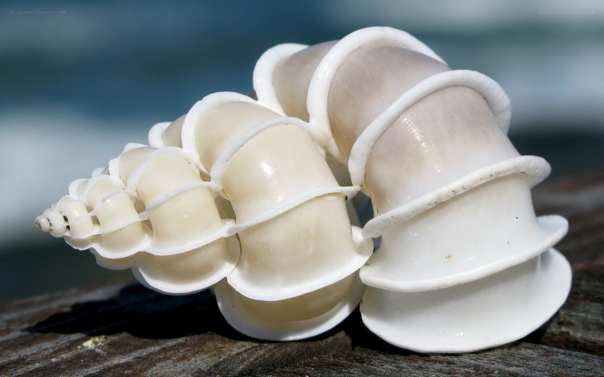 White spiral seashell on wood