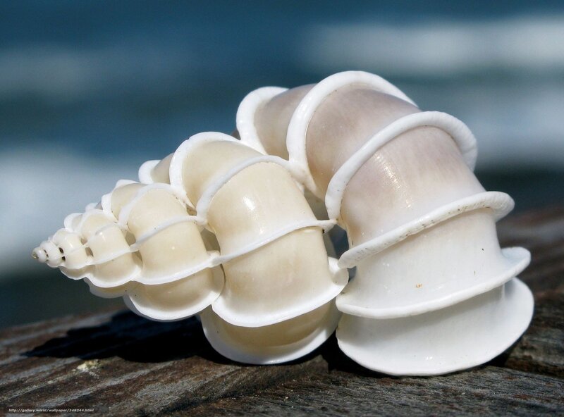White Spiral Seashell — Serene, Afternoon