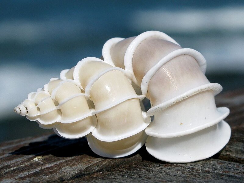 White Spiral Seashell — Serene