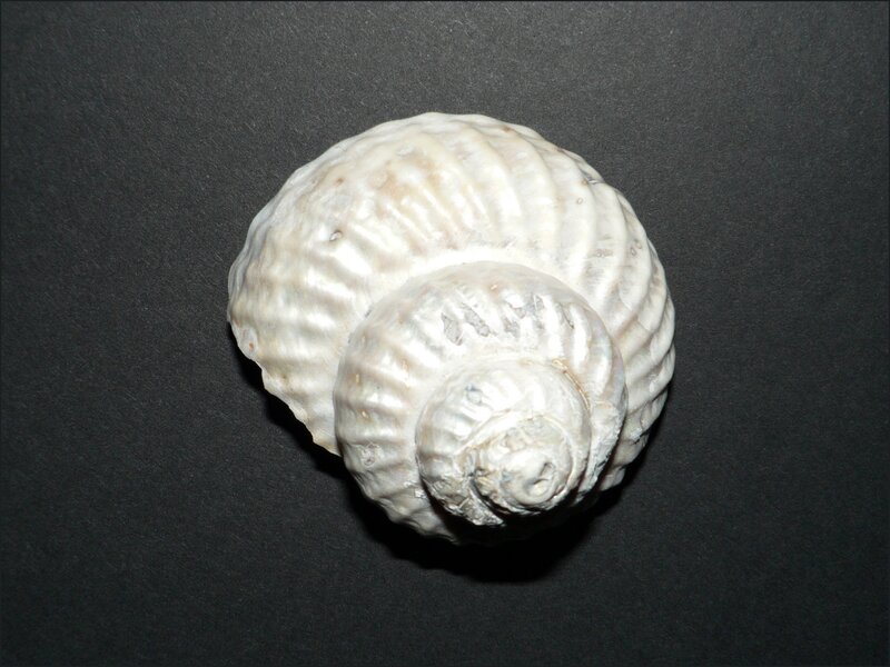 white spiral seashell