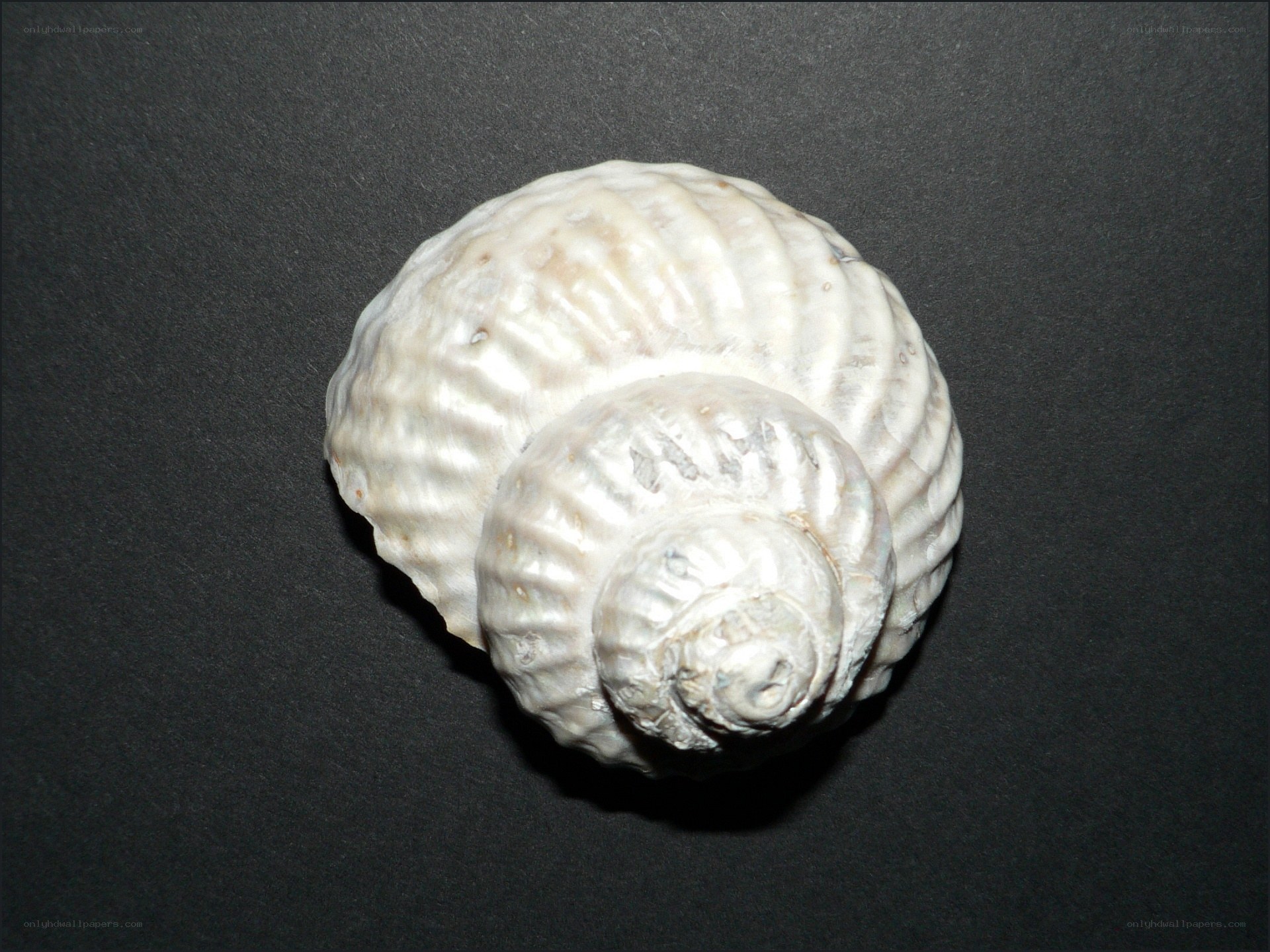 white spiral seashell