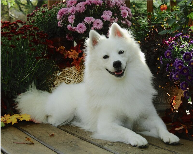 White Spitz Dog — Calm, Autumn