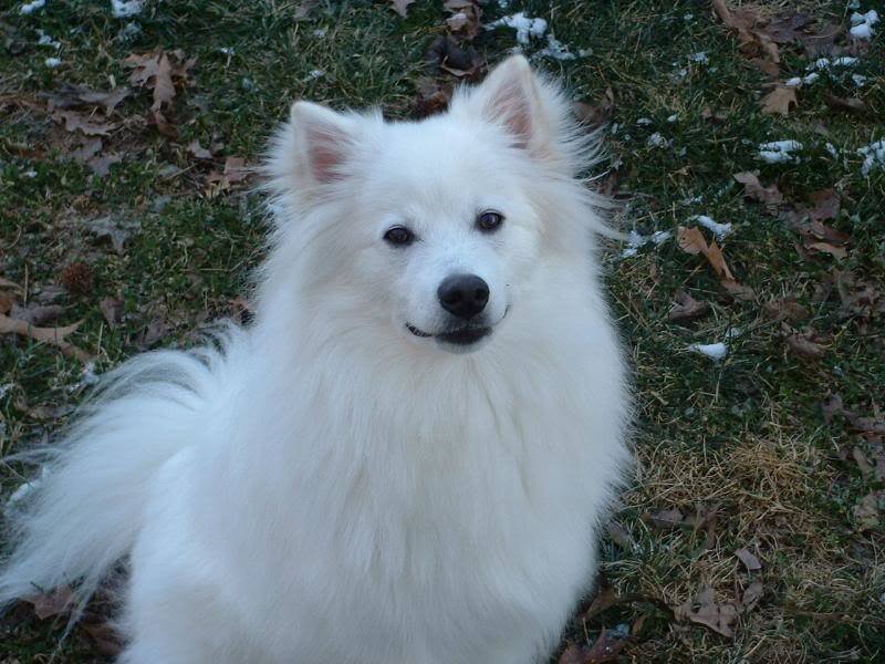 White Spitz Dog — Calm