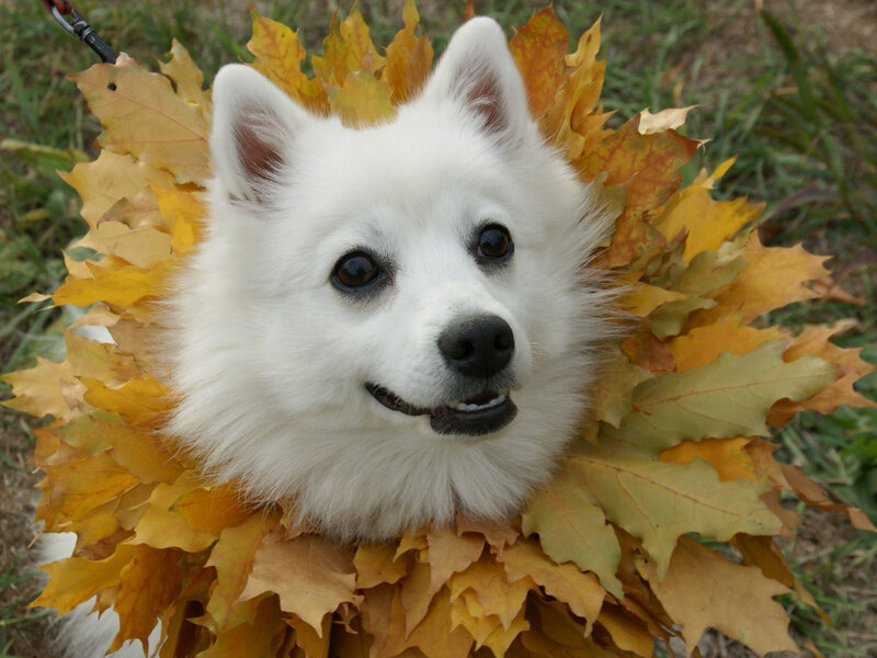 White Spitz Dog