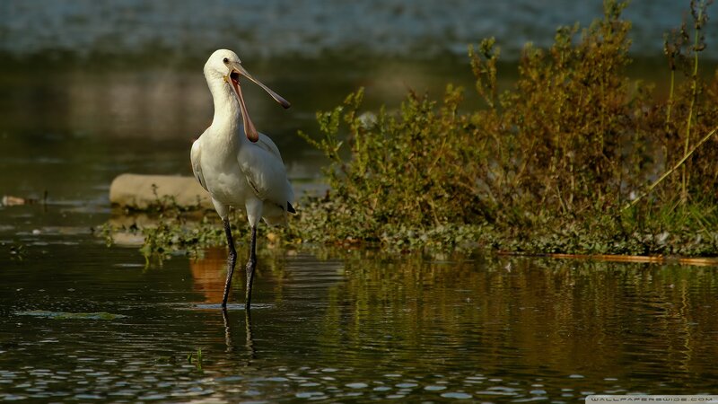 White Spoonbill Bird — Serene