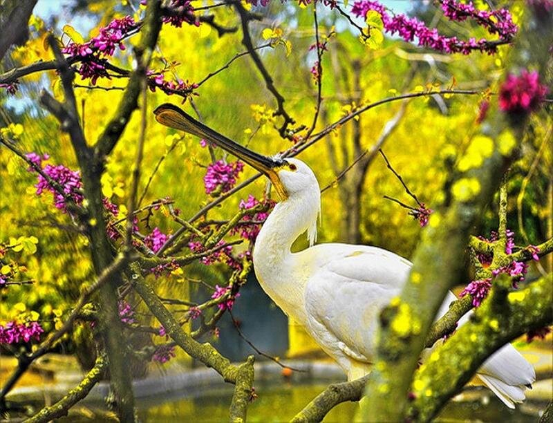 White Spoonbill Bird