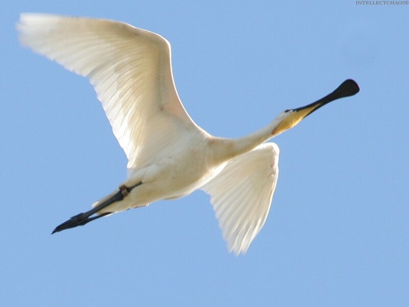 White Spoonbill in Flight