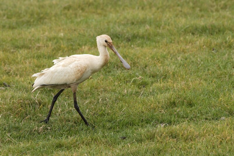 white spoonbill walking on grass