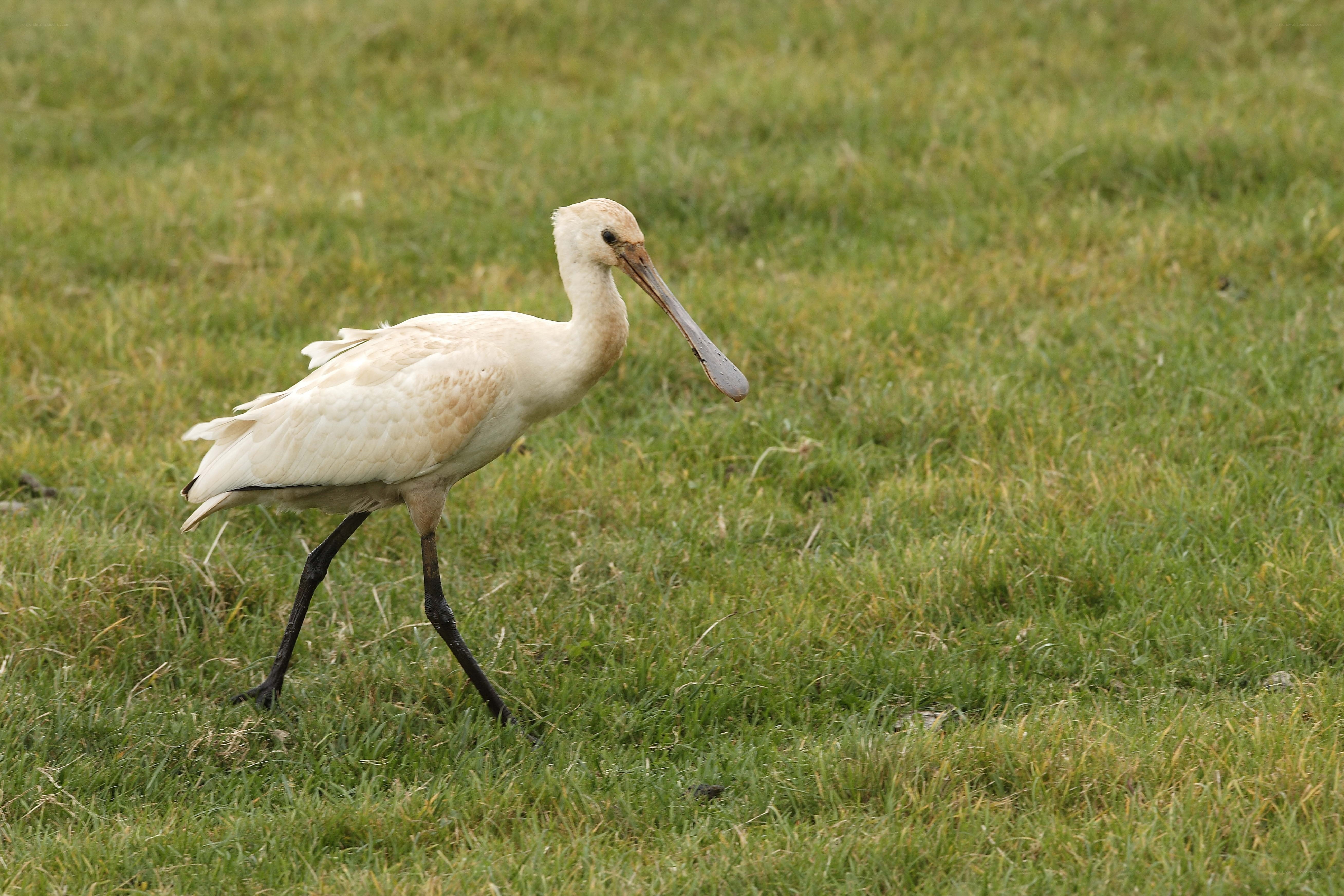 white spoonbill walking on grass