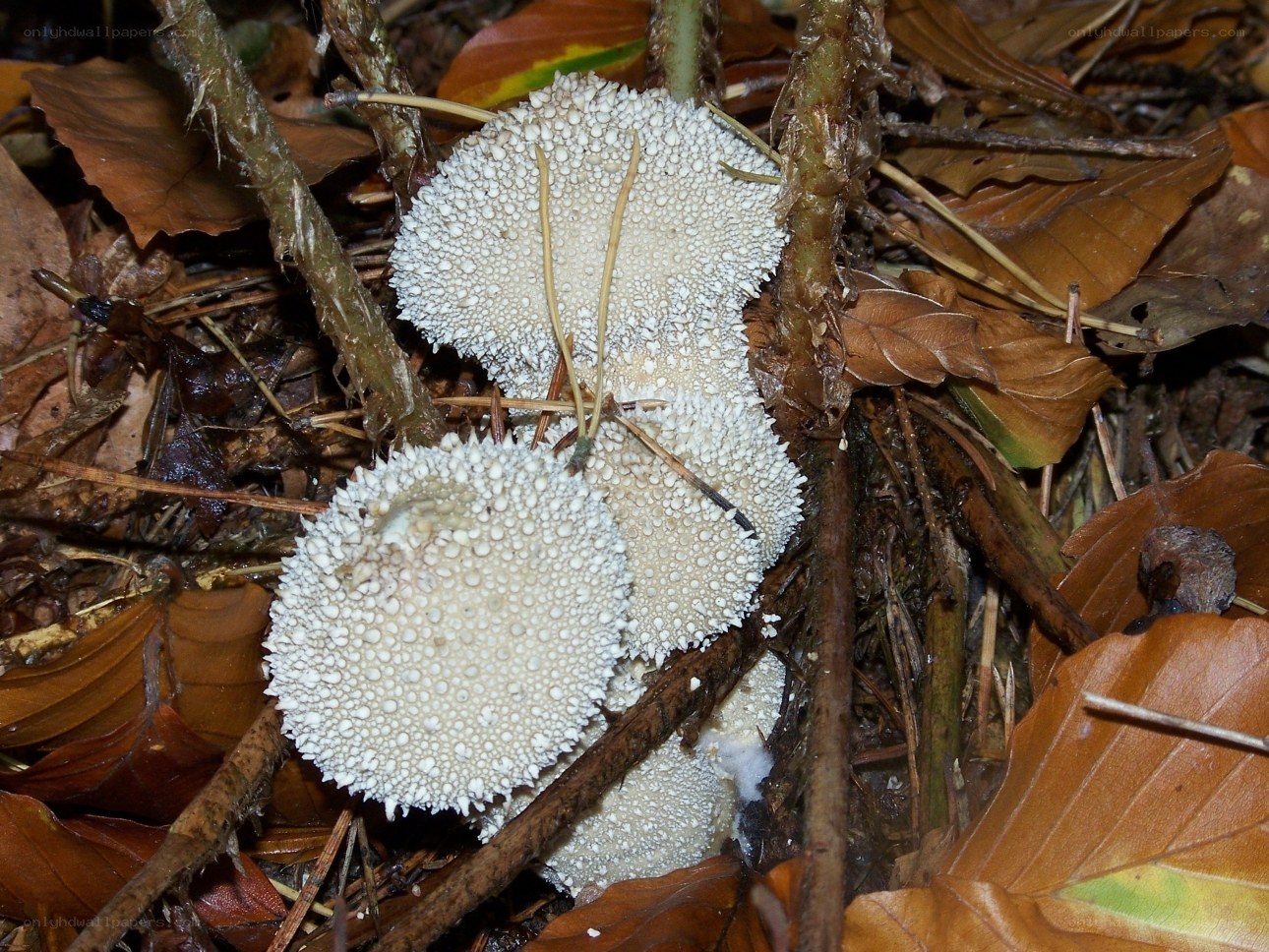 white spore-covered mushrooms