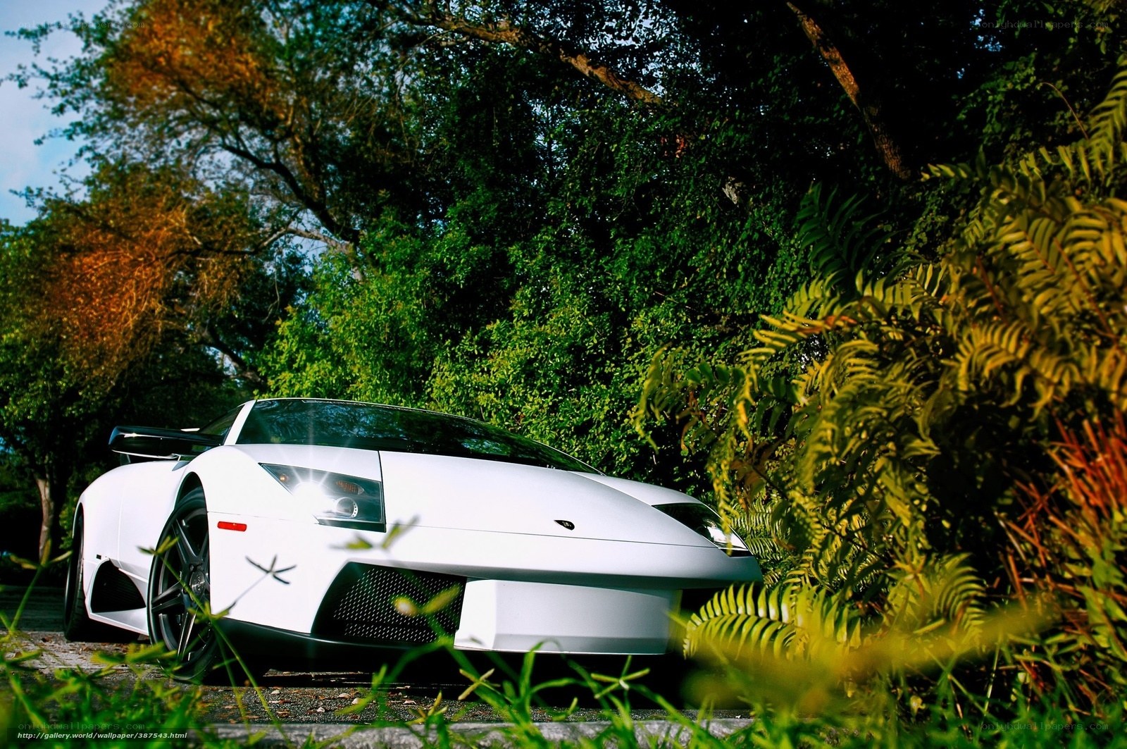 White sports car in forest