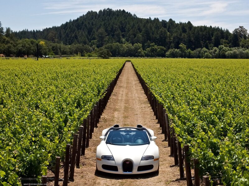 White Sports Car in Vineyard